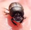 Onthophagus fracticornis